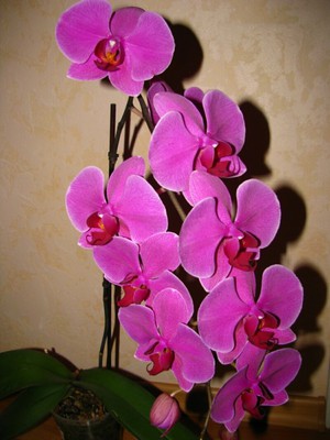 Phalaenopsis orkidea kukka - valokuva