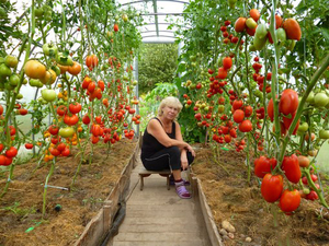 Tomaatit kasvavat hyvin ja tuottavat hedelmiä kasvihuoneessa