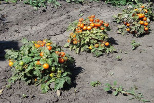 De opbrengst van tomaten hangt grotendeels af van de variëteit.