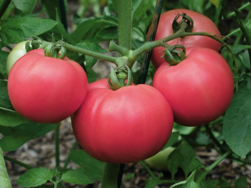Tomatoes Love - de vruchten worden op de foto getoond