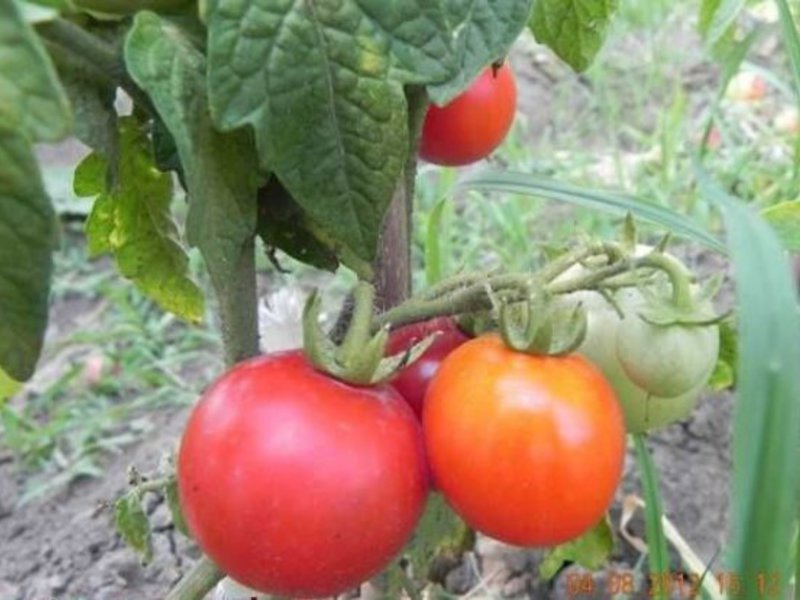 Tomaten kunnen rood, geel en roze zijn