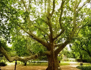 Ориенталският чинар е красиво дърво