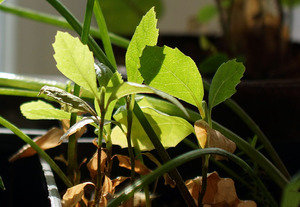 Sycamore-itu - kasvin ensimmäinen vuosi