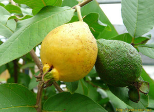Guayava - guavan hedelmä näkyy kuvassa