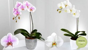 Le orchidee domestiche fioriscono raramente, ma incredibilmente belle