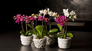 Phalaenopsis-orkidean hoito ja lisääminen kotona