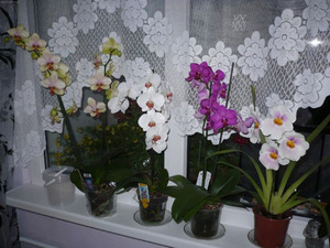 Kotisi orkidean asianmukainen hoito