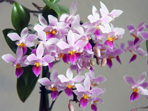 Phalaenopsis-orchidee groeit goed in een appartement