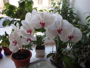 Zelfgemaakte orchideeën zullen u jarenlang verrassen