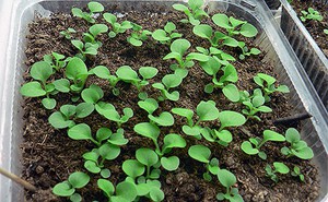 Petunia uit zaden - we kweken zaailingen