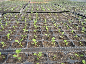 Kasvavat petuniat - mikä pitäisi olla maaperä