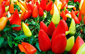 Paprika's kunnen verschillende tinten hebben, ze verschillen in grootte en smaak.