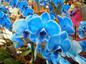 Zila ziedu orhideja