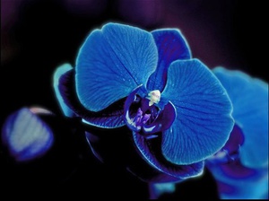 Sininen orkidea kotona