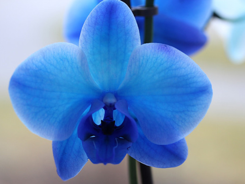 Blauwe phalaenopsis