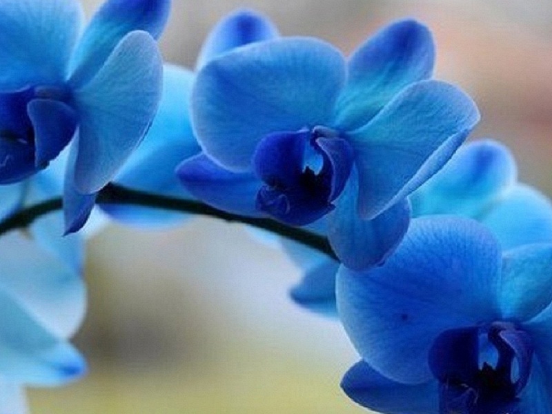 Blauwe orchideebloem