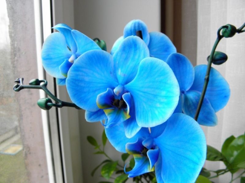 Diversi colori di orchidee