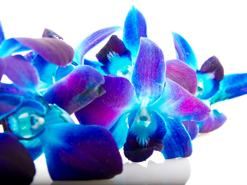 Caratteristiche della cura delle orchidee
