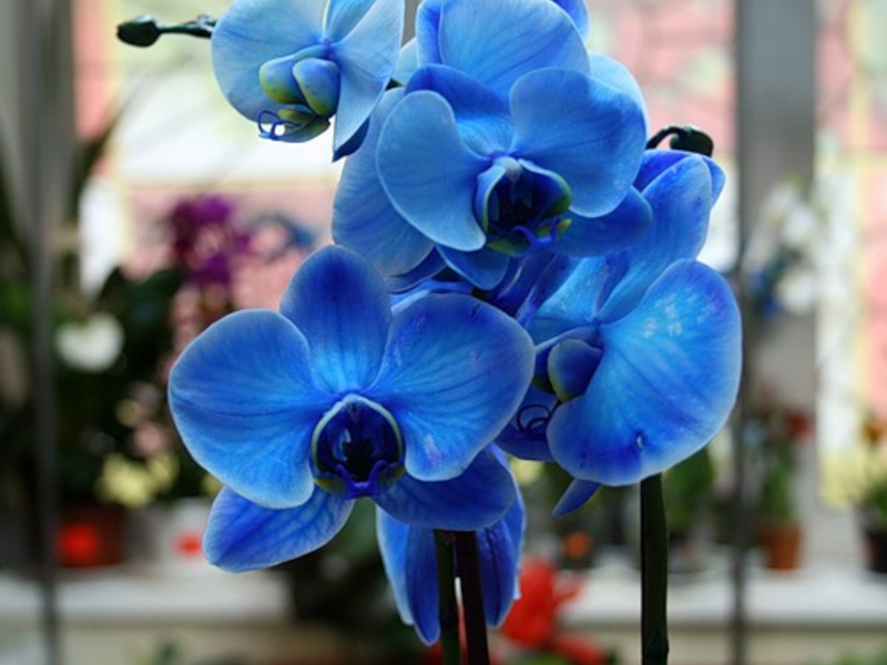 Koti orkidea