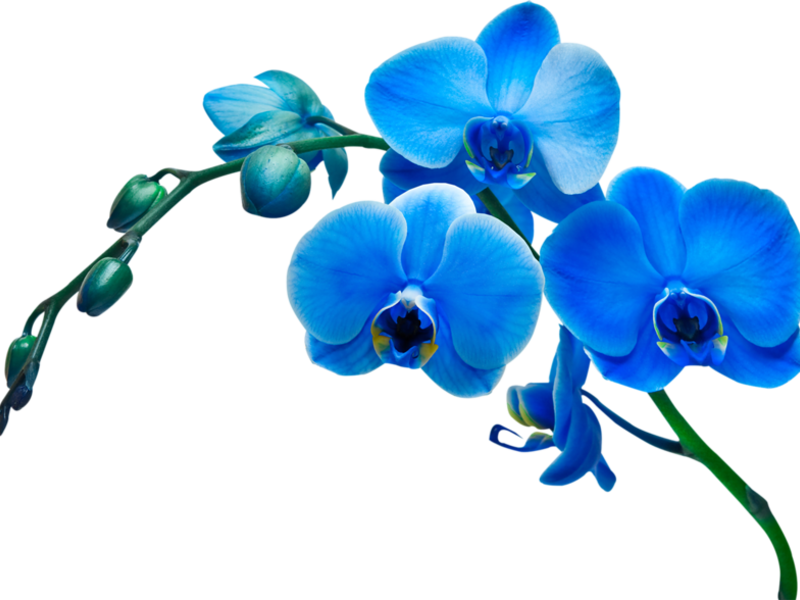 Lumalagong isang orchid