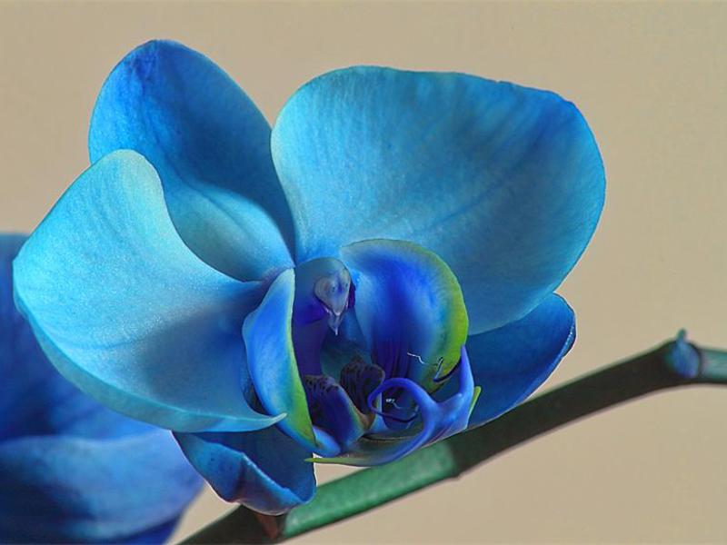 Blauwe orchideeën verzorgen en water geven
