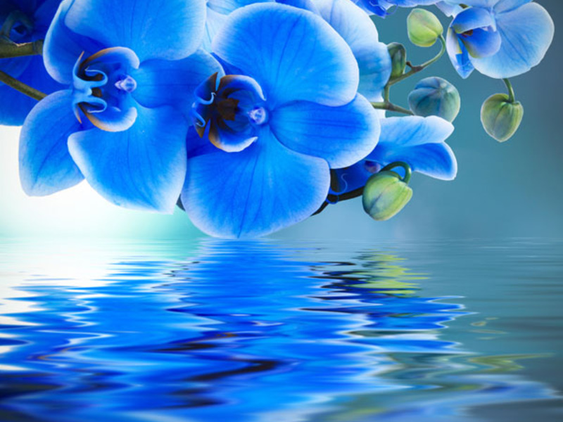 Blue orchid na bulaklak