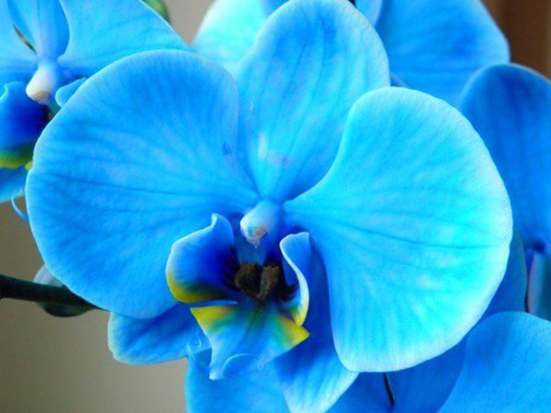 Orchid ng panloob na halaman