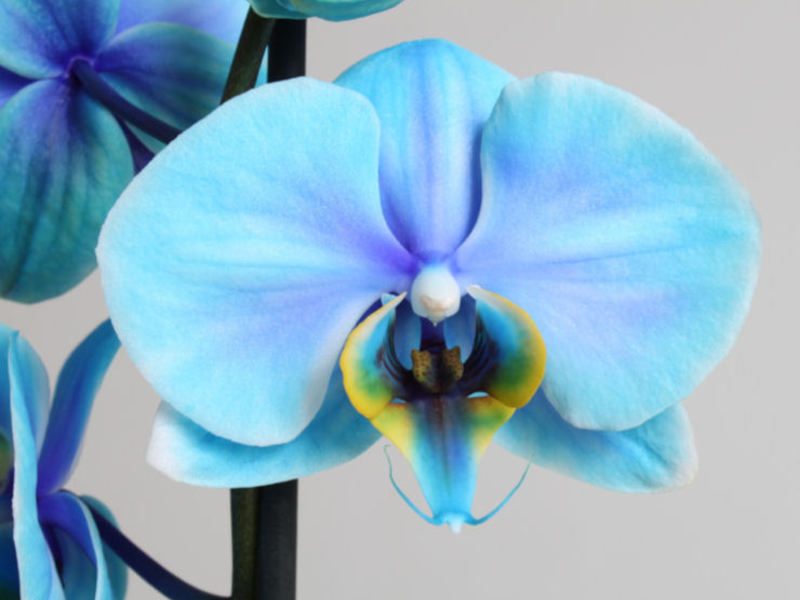 Halaman ng orchid