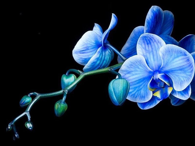Blauwe bloem orchidee