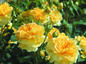 Features of growing roses