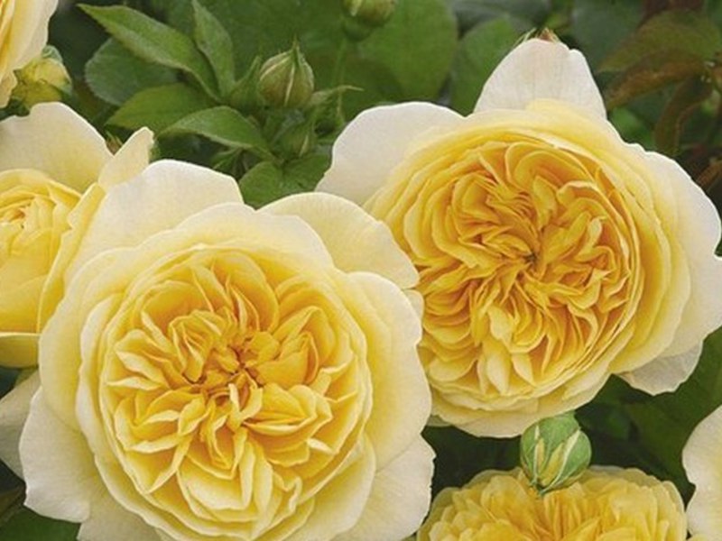 Примери за групи градински рози