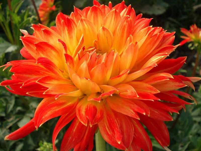 De naam van de mooie en geliefde bij veel bloemen, dahlia