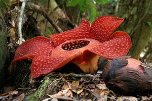 Rafflesia - ongebruikelijke bloemen in de tuin