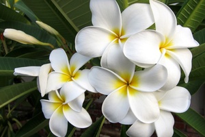Plumeria - what are these flowers?