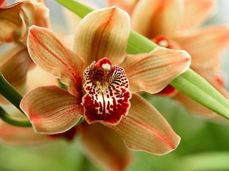 Miltä kuninkaallinen orkidea näyttää?