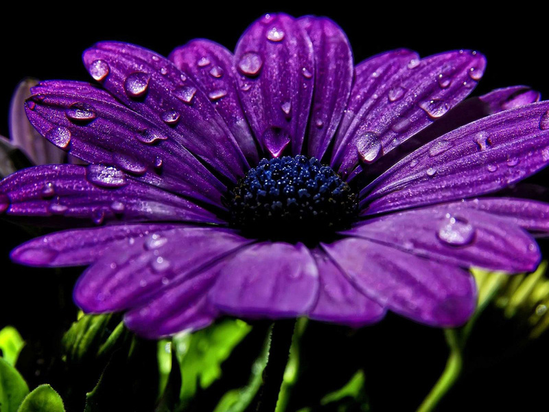 Kukassa oleva violetti dimorphoteca on erittäin kaunis