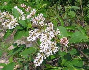 White Wolf lilac - una bella varietà di lillà