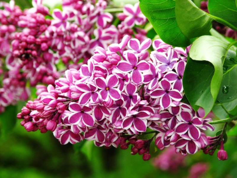 Pennello lilla - fiori primaverili preferiti