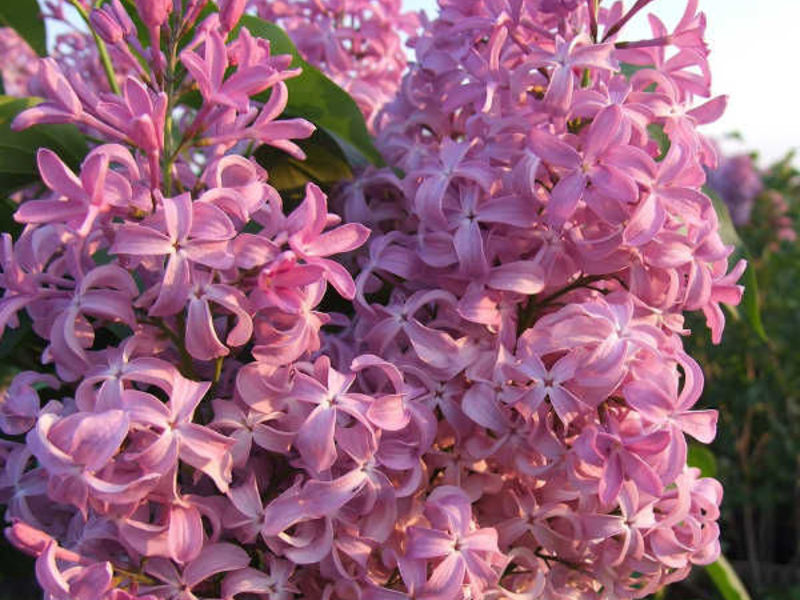 Hyacinthus lilac - caratteristiche della varietà
