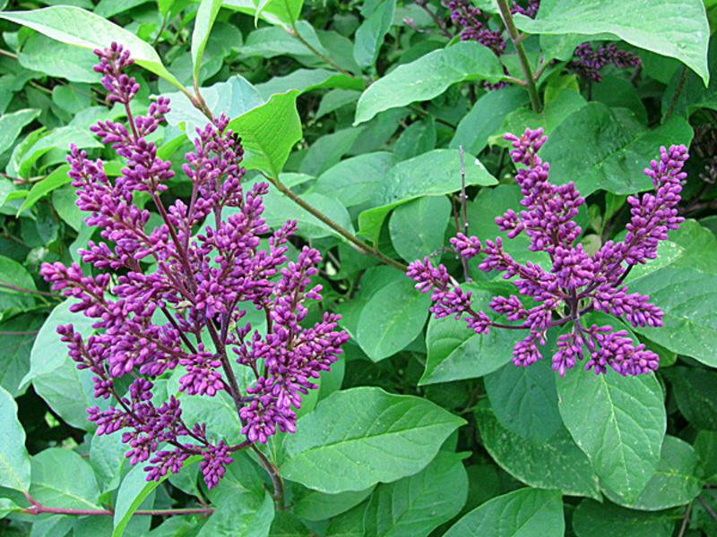 Henry Lilac è una varietà di fiori viola.