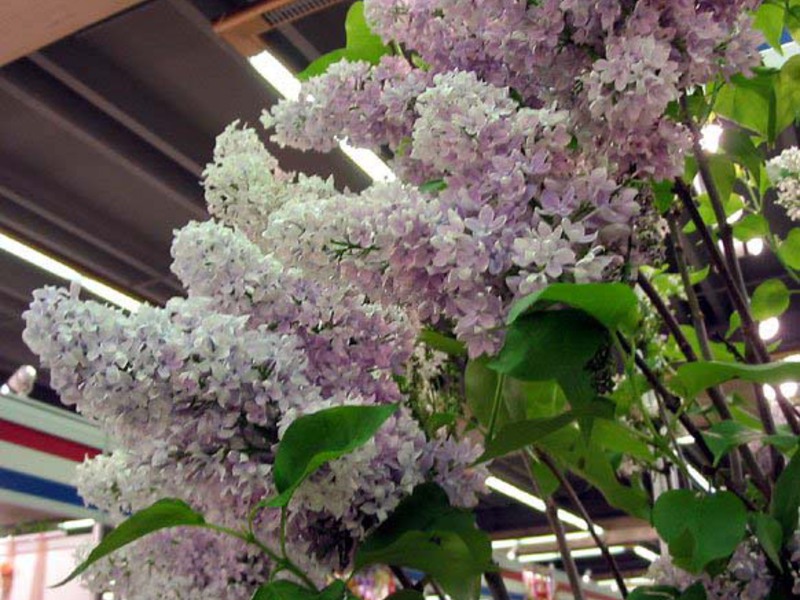 Cirrus lilac è un'altra specie con fiori insoliti