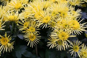 Žuta krizantema - jesenski cvjetovi