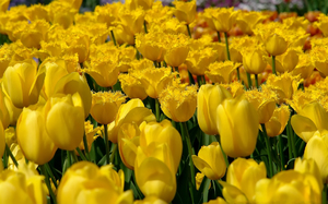 Žuti tulipani su vrlo lijepi, ali kod nas nisu baš popularni zbog praznovjerja.