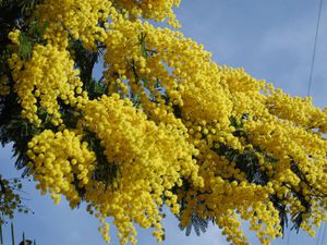 Mimoza je jedno od cvijeća koje se tradicionalno daruje 8. ožujka