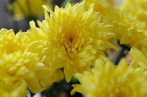 Žute astre cvjetaju u jesen na gredicama u vrtovima