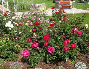 Вариант с розова градина