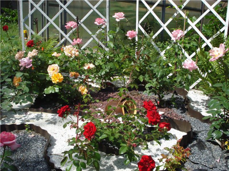 Как да изберем розова градина