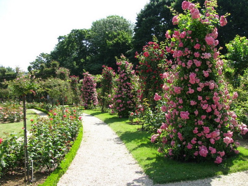 Грижа за розовата градина в страната