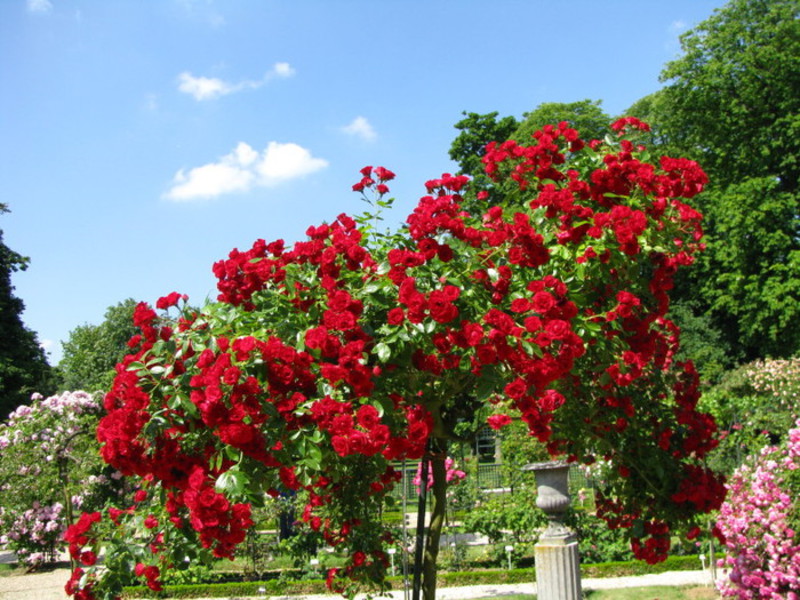 Цветна розова градина в страната