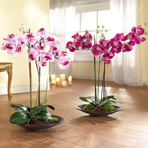 Paglalarawan ng Phalaenopsis orchid